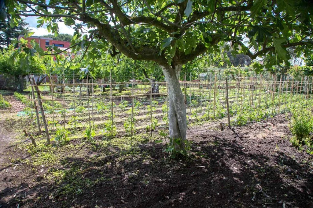 Agroforesterie, potager au pied des arbres