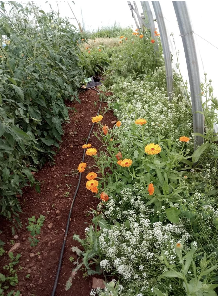 Bandes fleuries sous serre contre les ravageurs