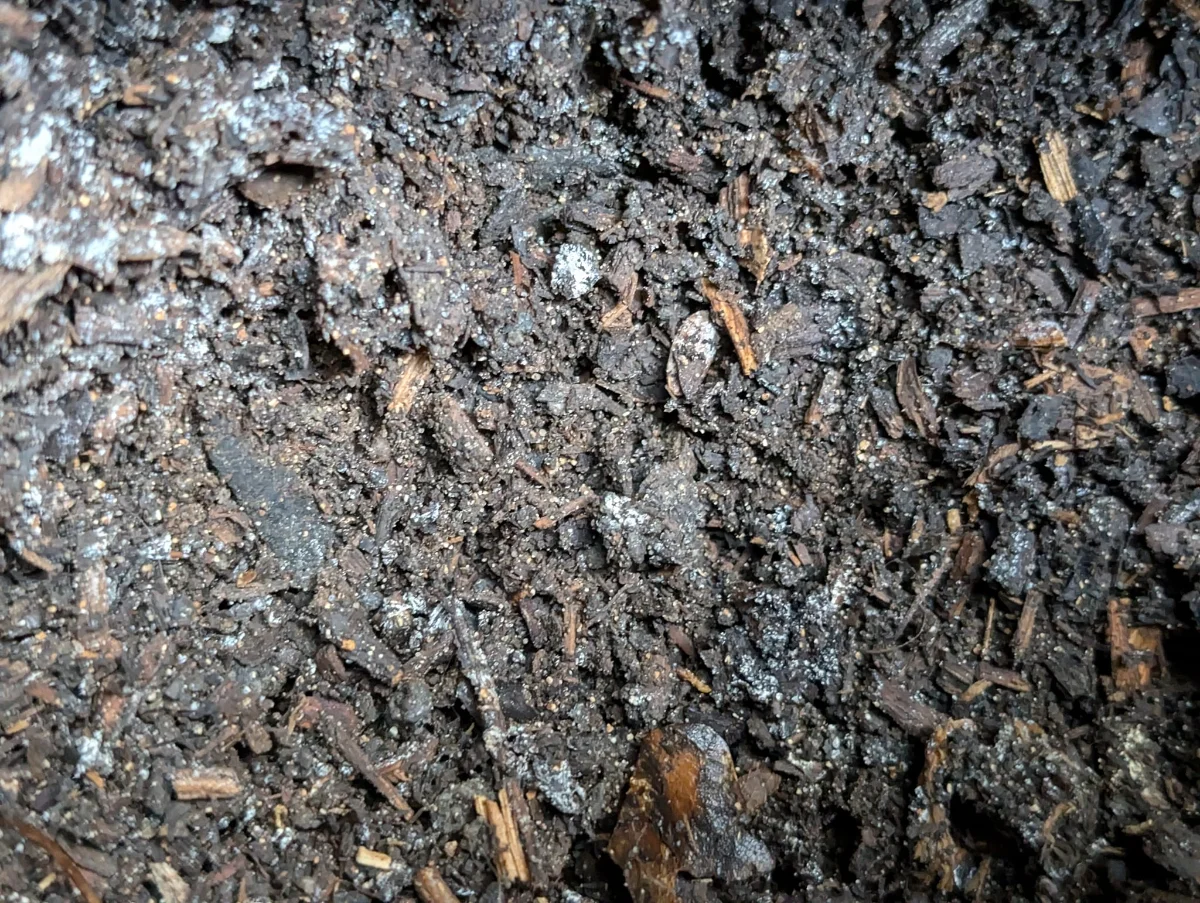 Bokashi 1 mois après