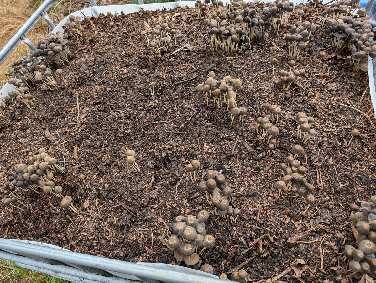 Bokashi dans des cuves IBC