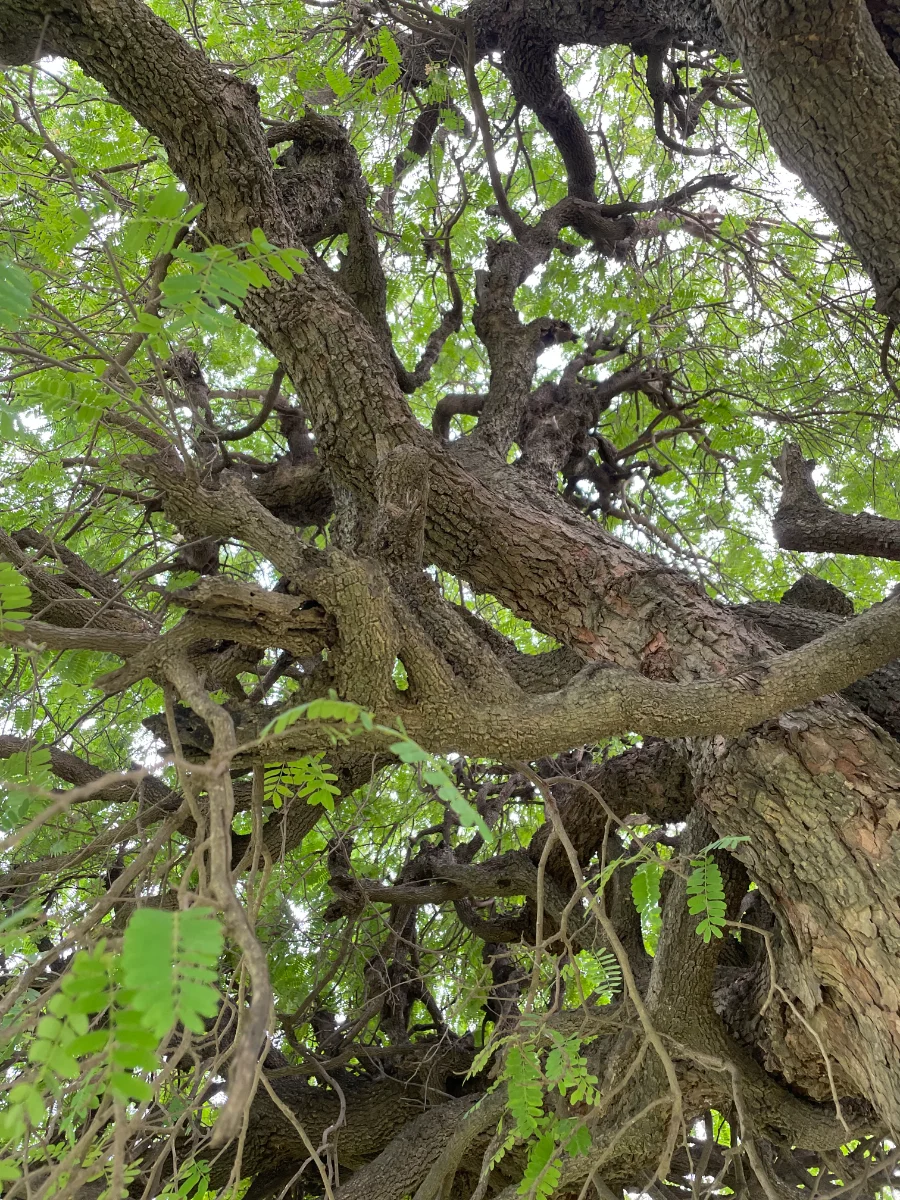 Branchage et feuillage d'un tamarinier