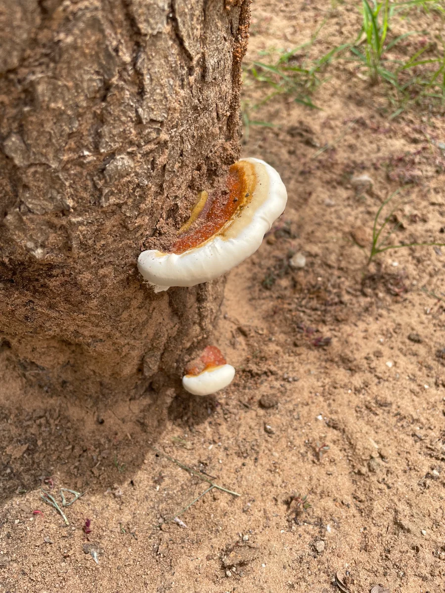 Champignon parasite (Fomitopsis pinicola ?)