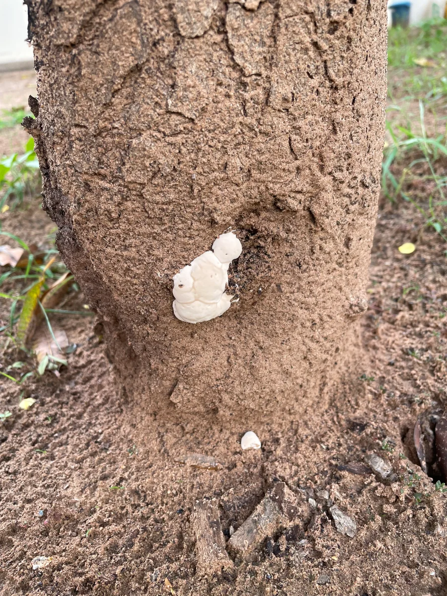 Champignon parasite (Fomitopsis pinicola ?)