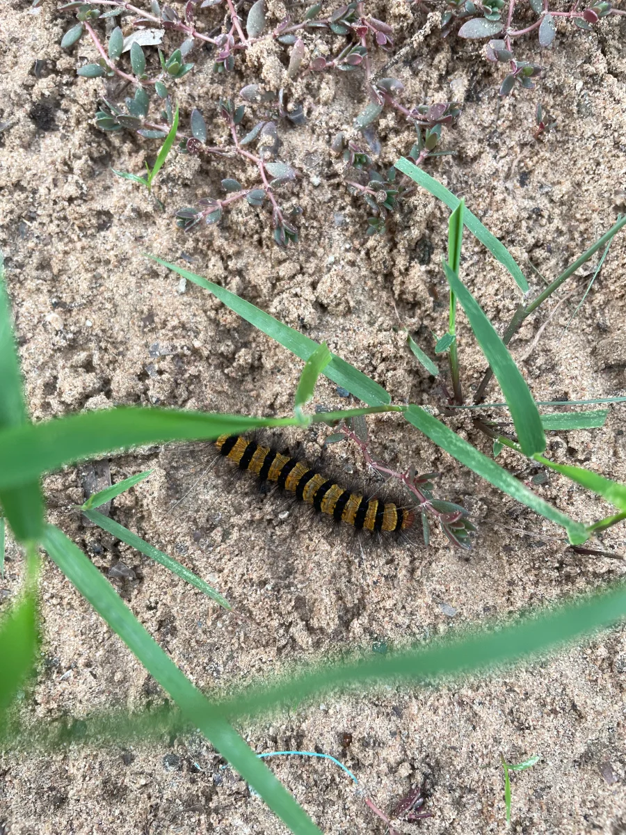 Chenille, qui mange les feuilles d'acacia