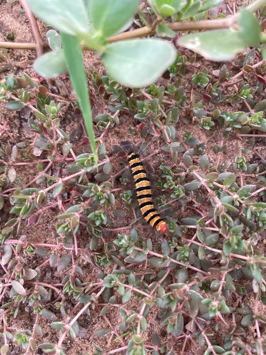 Chenille, qui mange les feuilles d'acacia