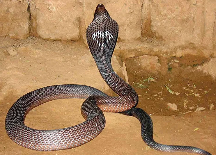 Cobra au Sénégal