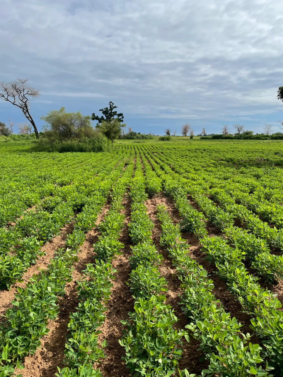 Culture d'arachide, Sénégal