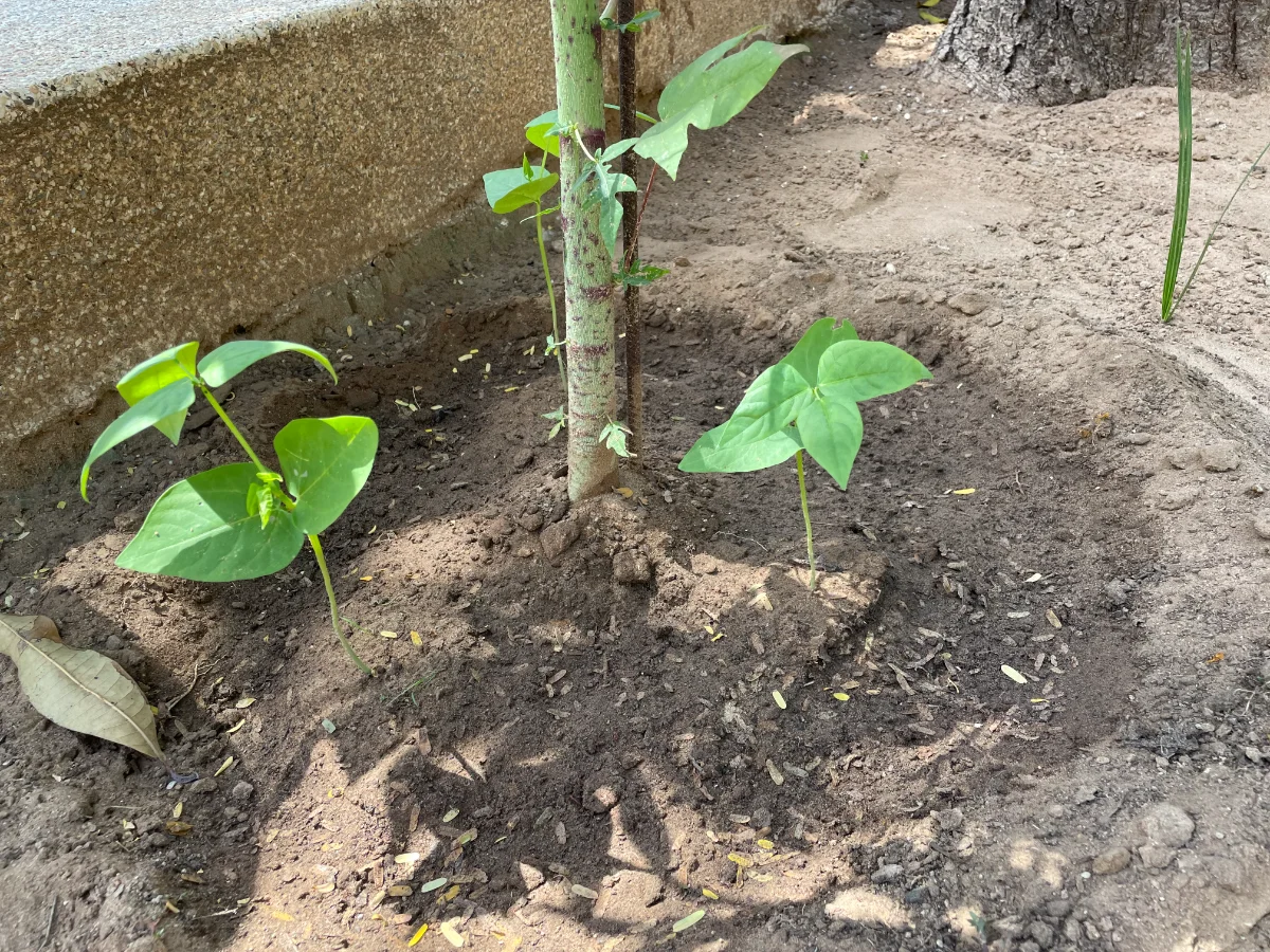 Cuvette autour du pied de papayer