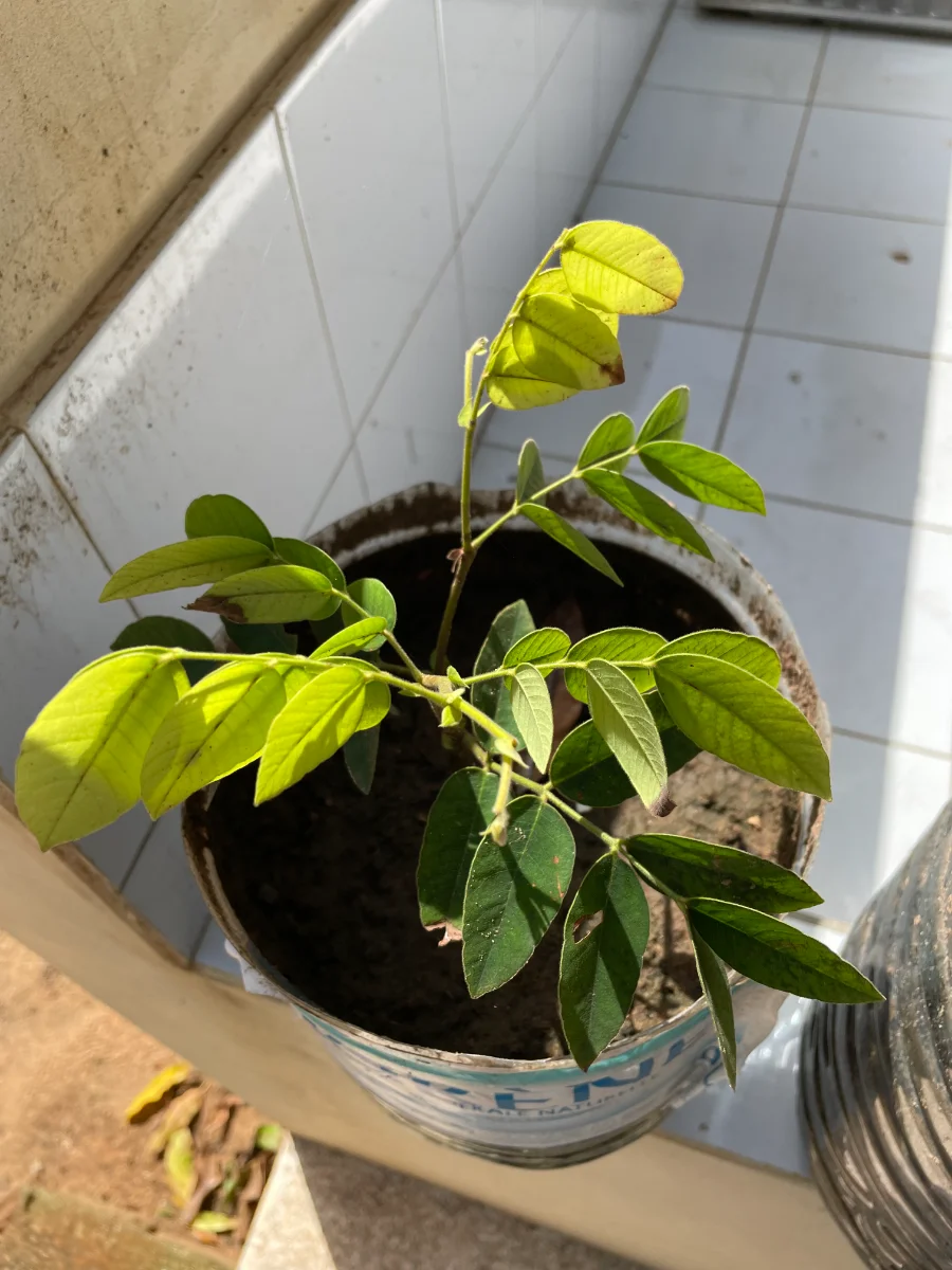 Dankh (petit détar)