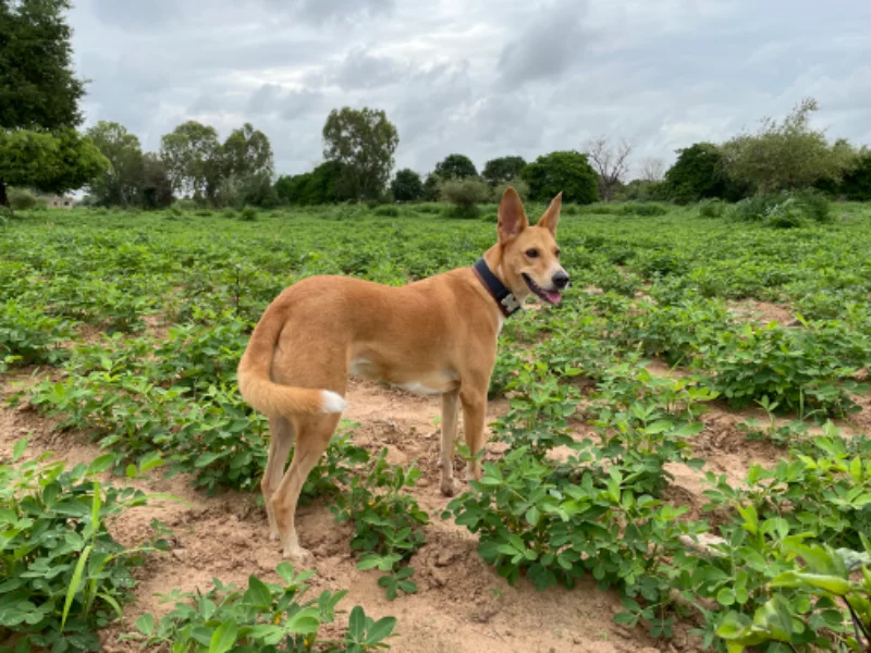 Dans les champs d’arachide