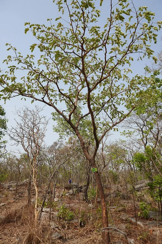 Detarium microcarpum (dankh)