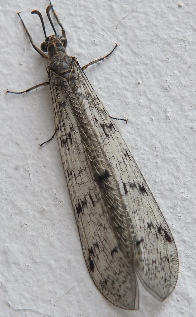 Distoleon tetragrammicus