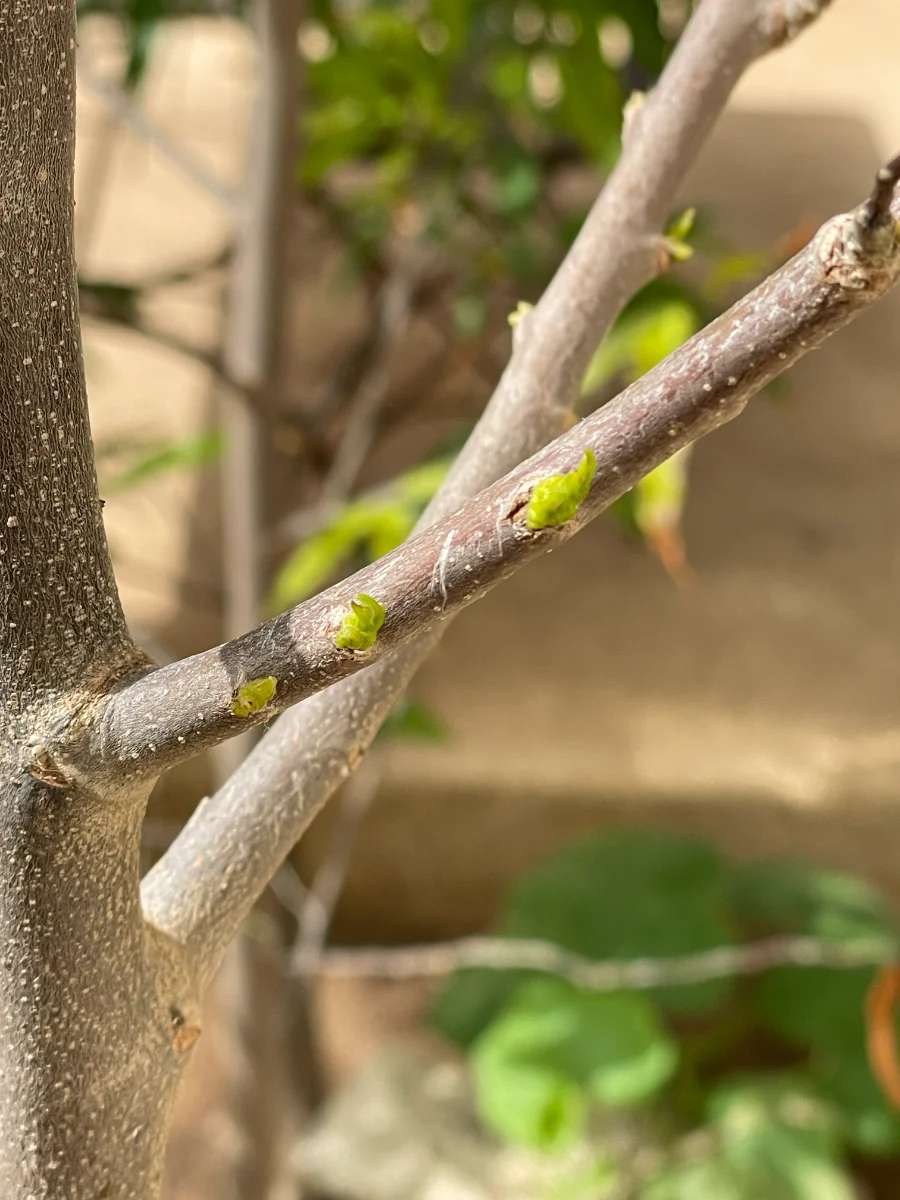 Faux ashoka (Polyalthia longifolia)