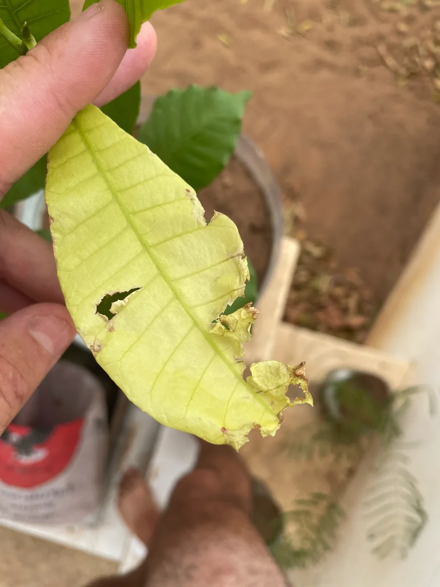 Feuille d'anacardier rongée