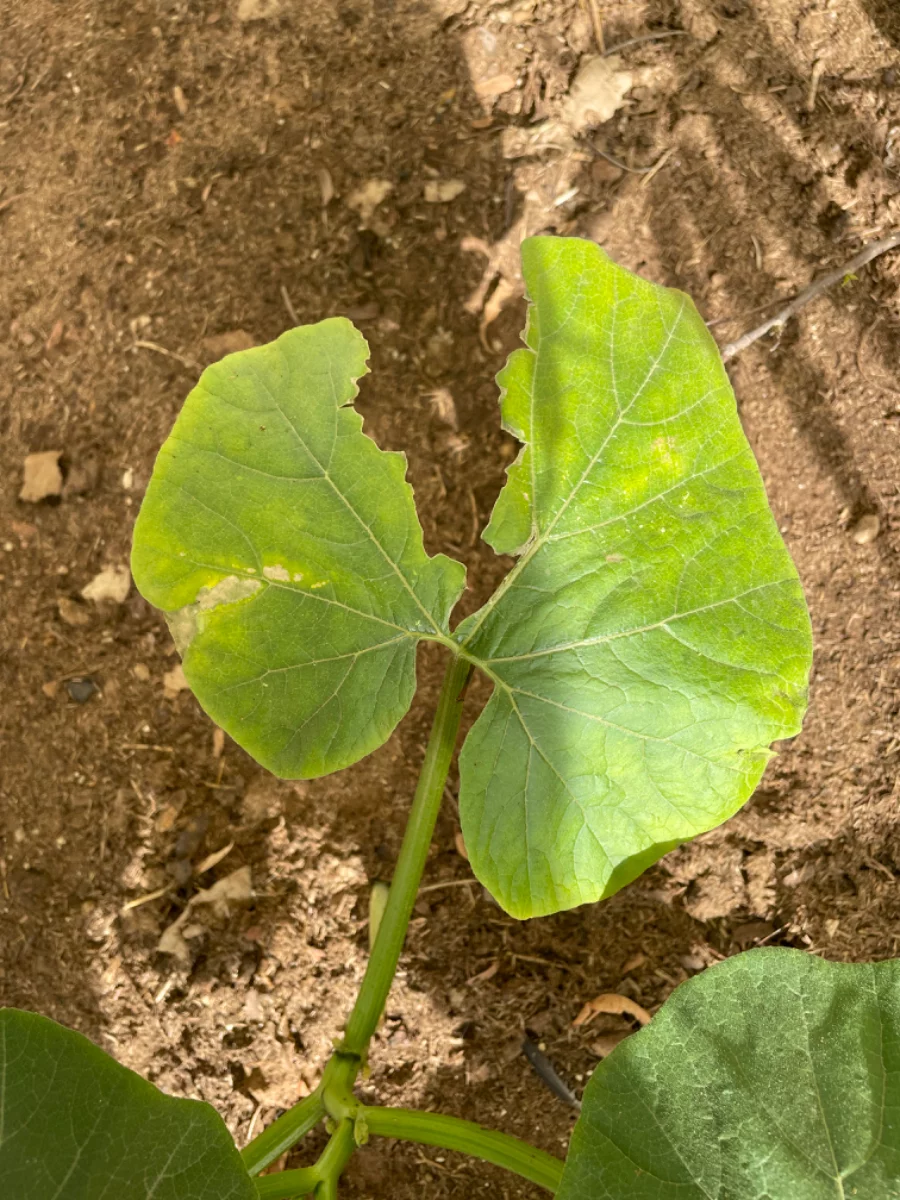 Feuille de courge déchirée (butternut)