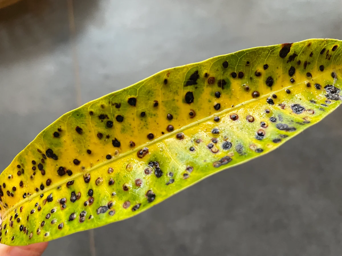 Feuille de manguier malade