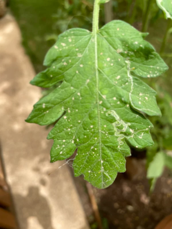Feuille de tomate malade