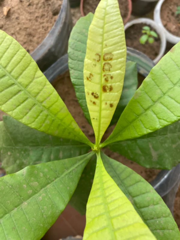 Feuille d'un plant d'anacardier tâchée
