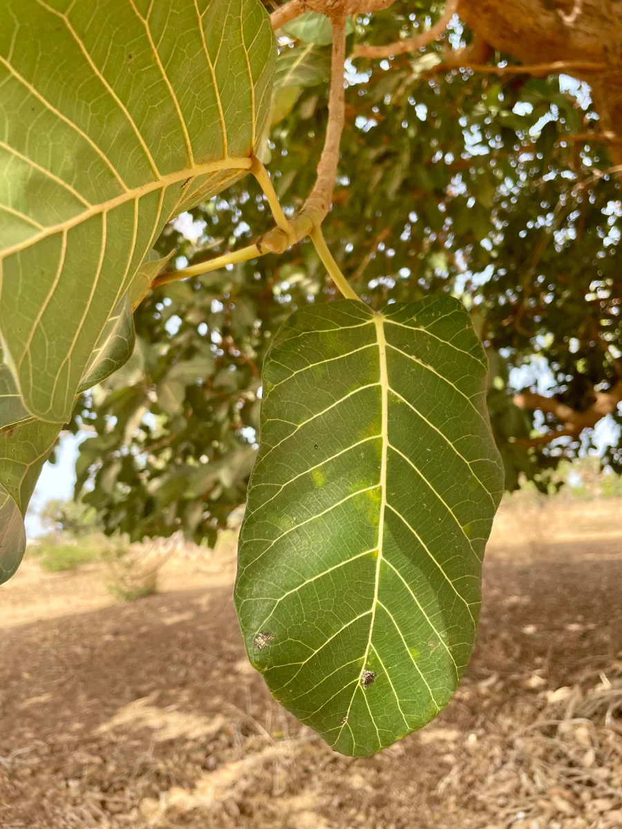 Feuilles de Ficus Platyphylla