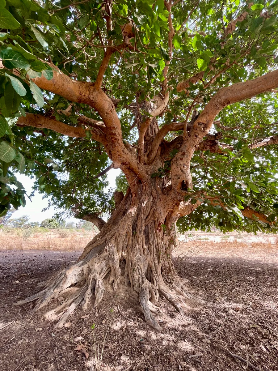 Ficus Platyphylla, tronc