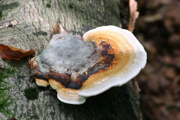 Fomitopsis pinicola