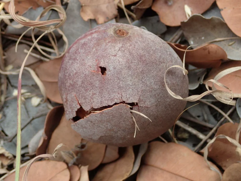 Fruit du Detarium microcarpum (Dankh en wolof)