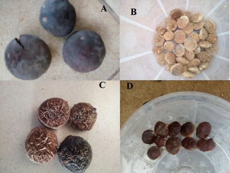 Graines de Detarium microcarpum