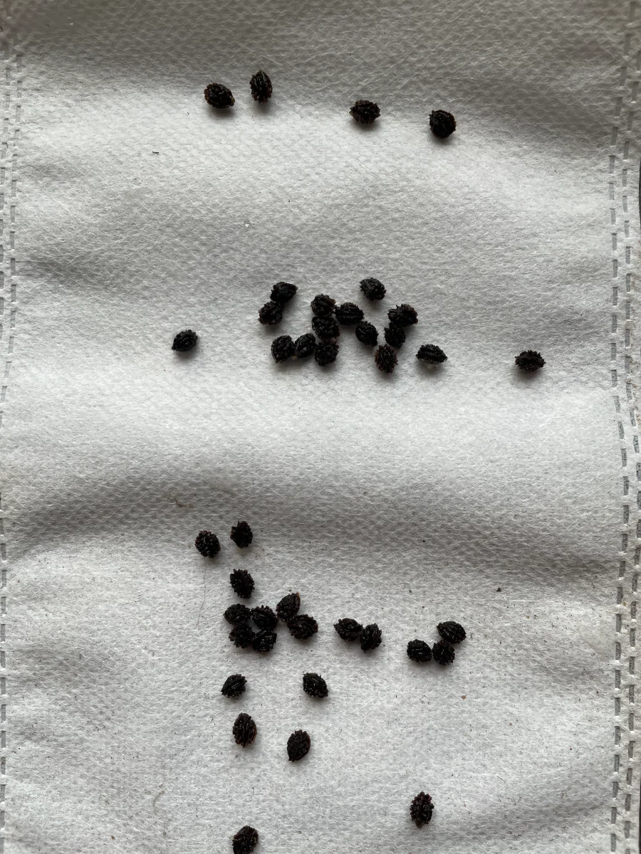 Graines de papaye après trempage 24 heures