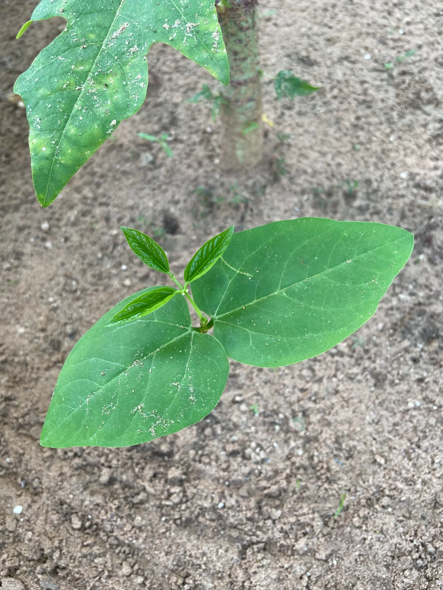 Haricot niébé à 8 jours