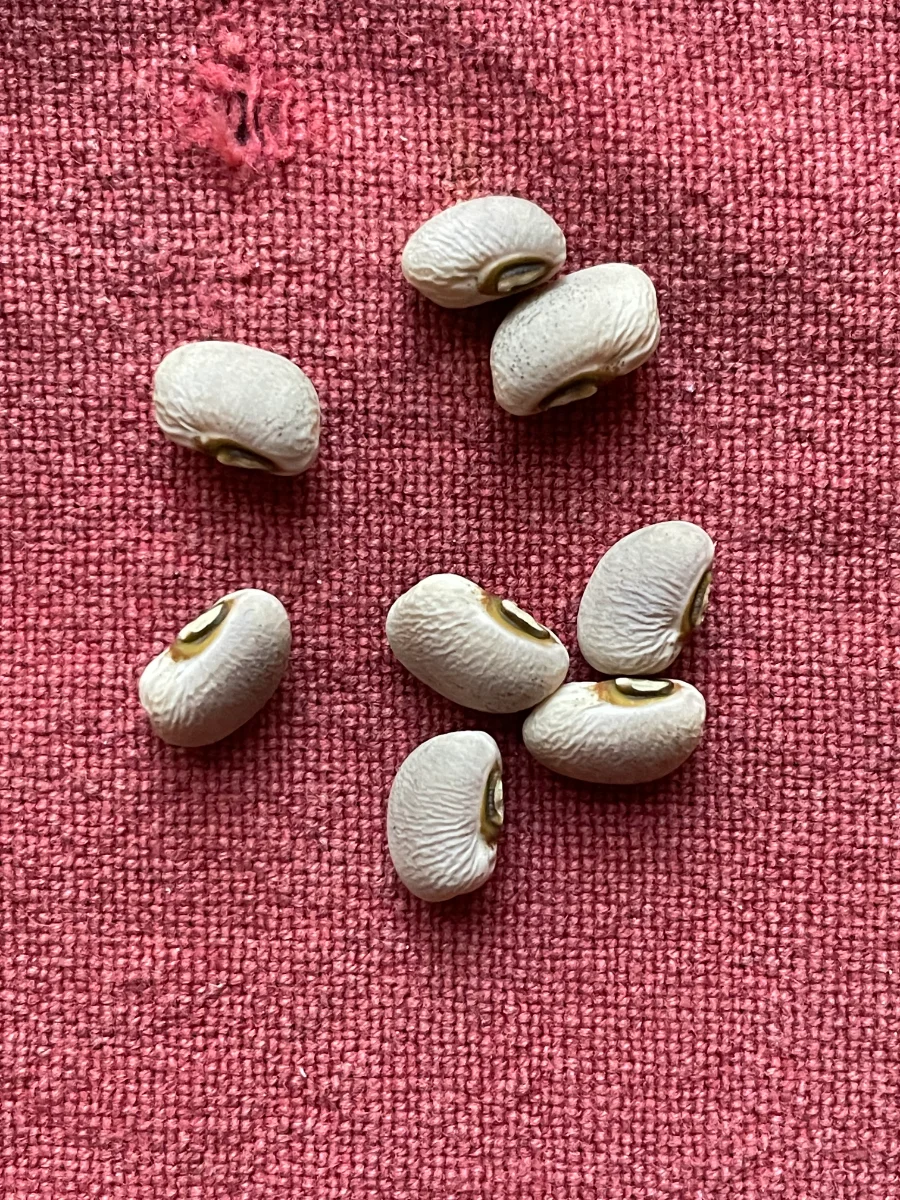 Haricots niébé mûrs et secs