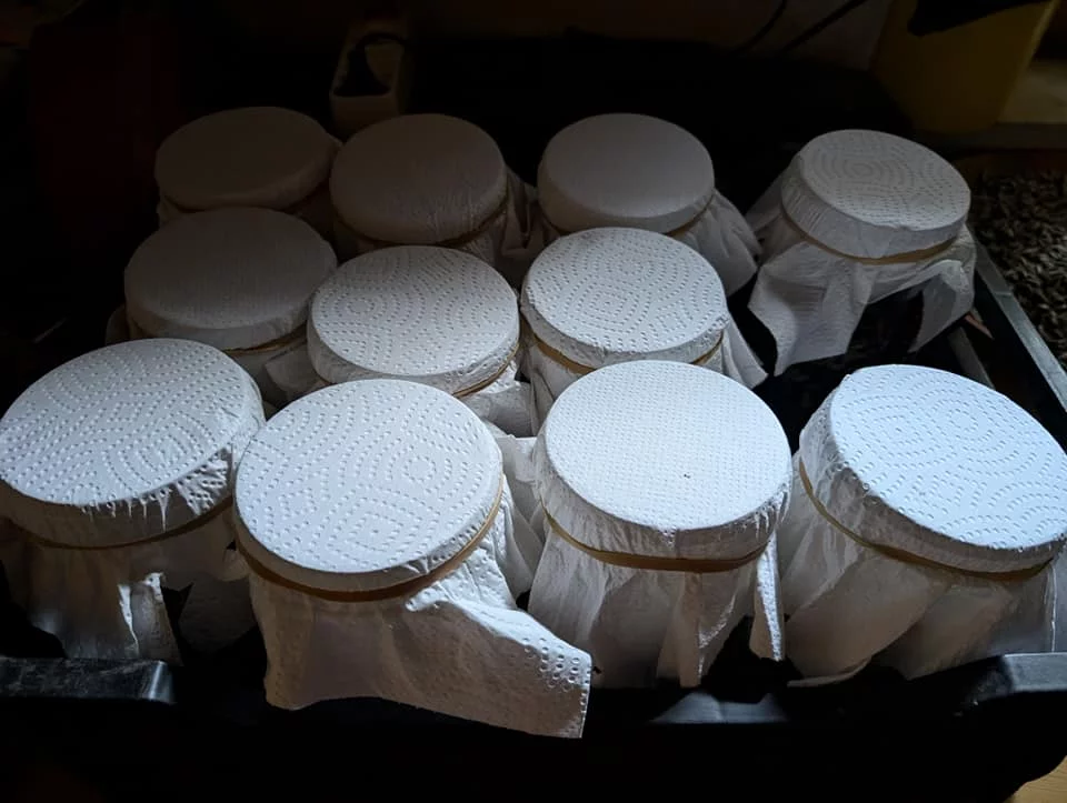 IPMO prêt à être colonisé