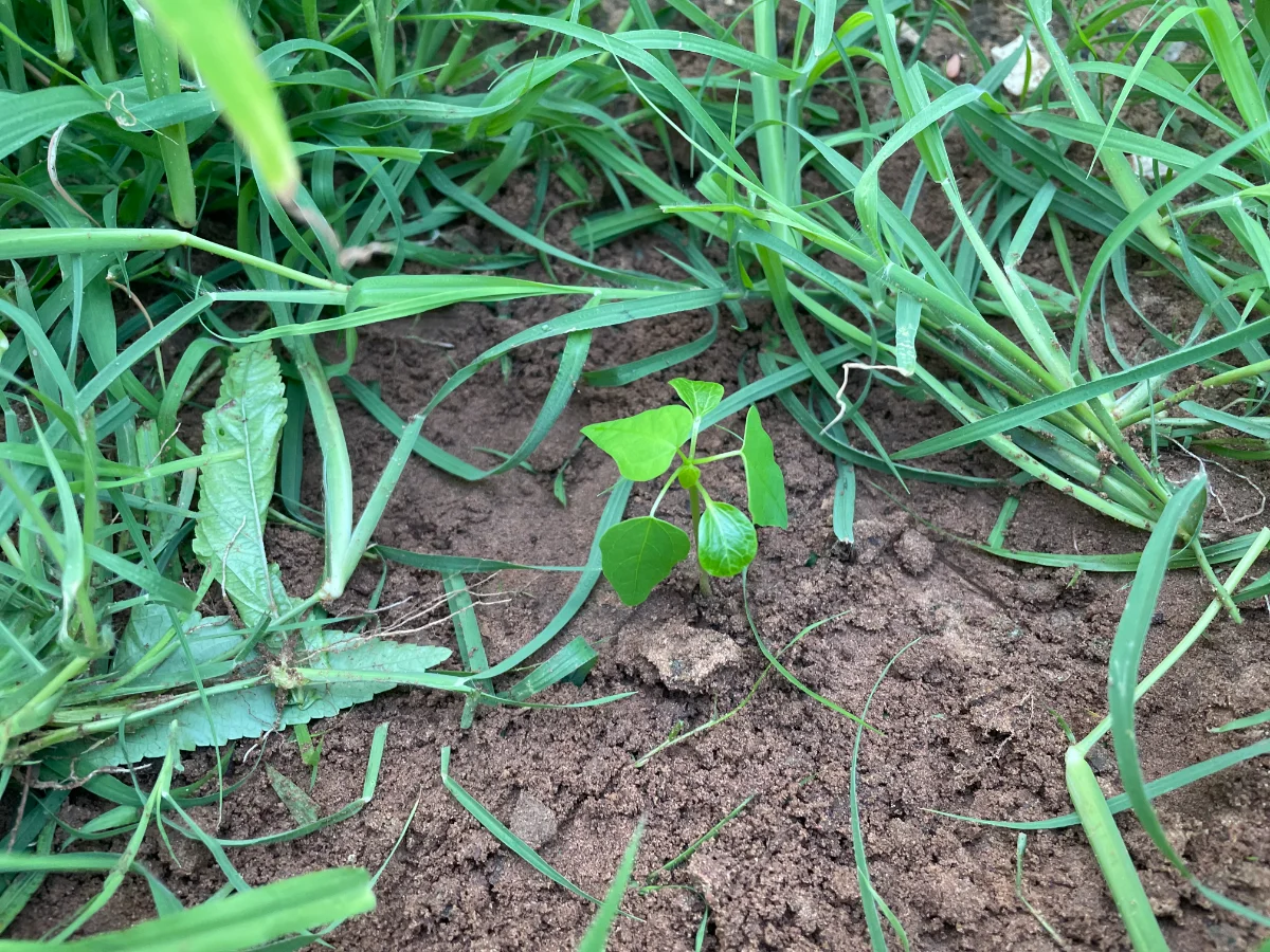 Jeune papayer, repiquage pleine terre