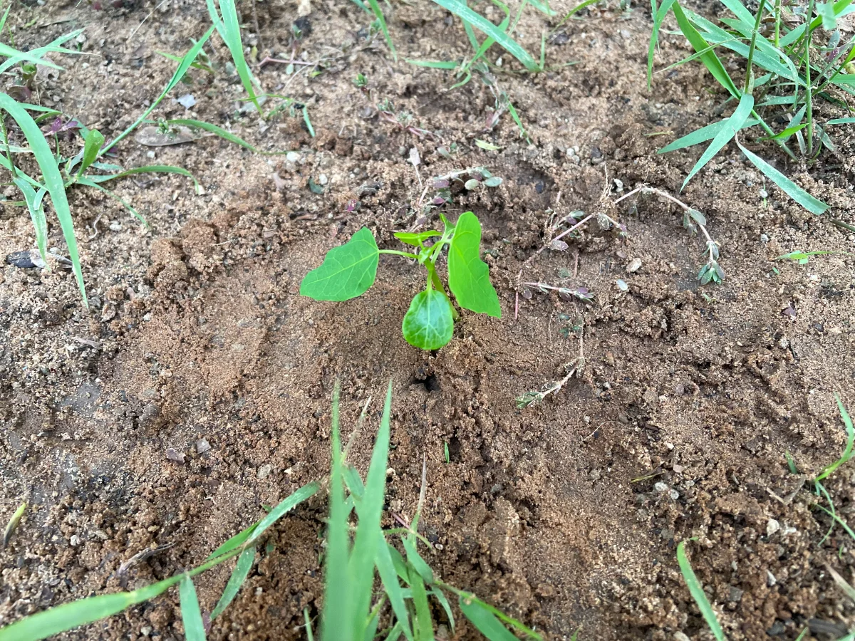 Jeune papayer, repiquage pleine terre