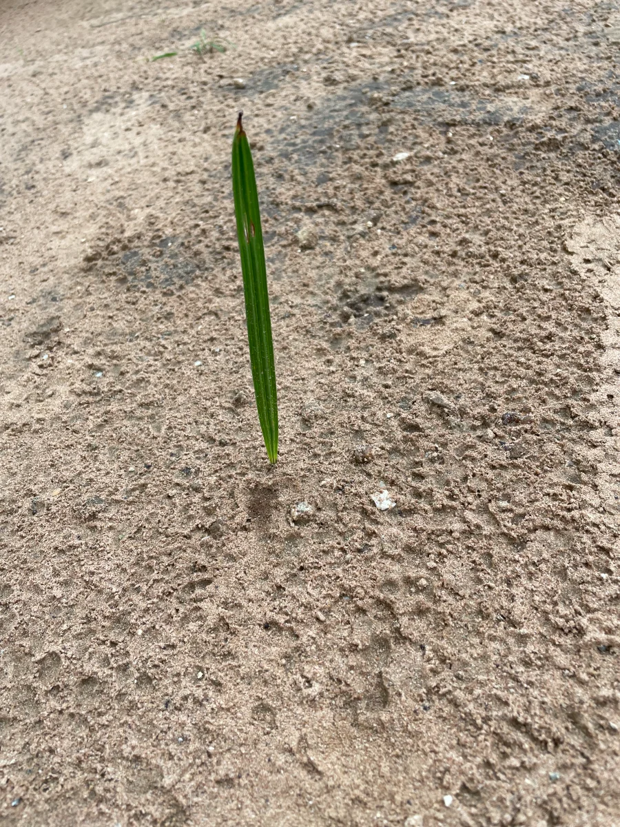 Jeune plant de palmier dattier
