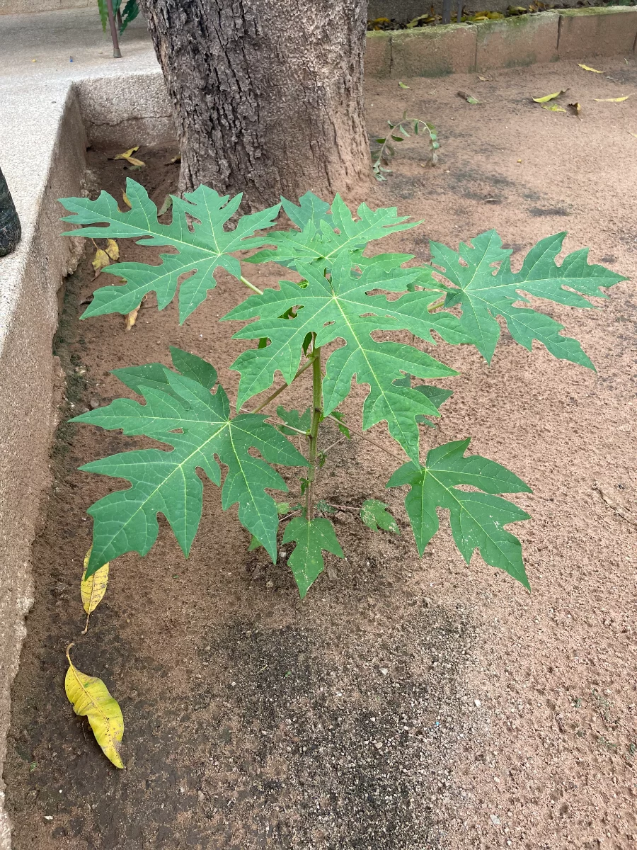 Jeune plant de papayer, avec compost
