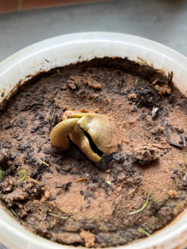 La graine du noyau du fruit inconnu germe…