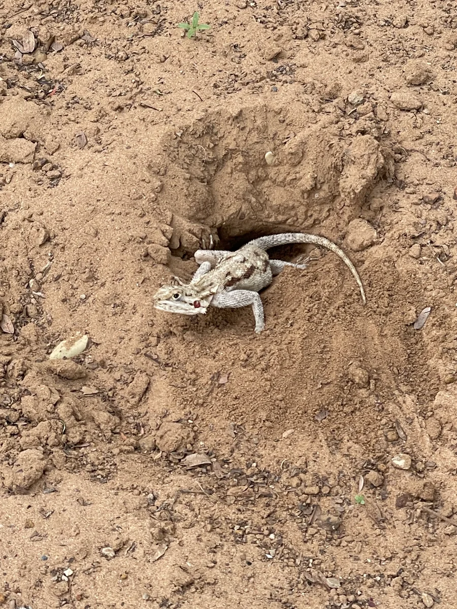 Lézard mexicain de la voisine
