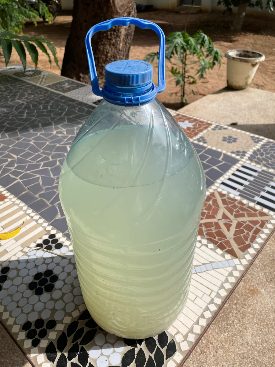 Macération d'ail anti punaises