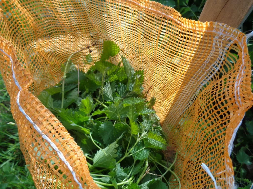 Orties dans filet à oignons