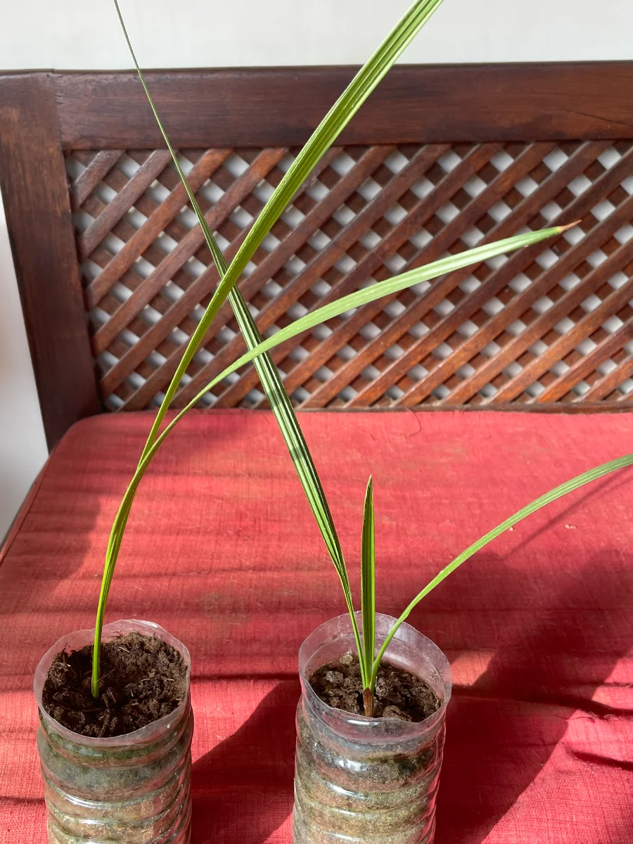 Palmiers dattiers à 4 mois