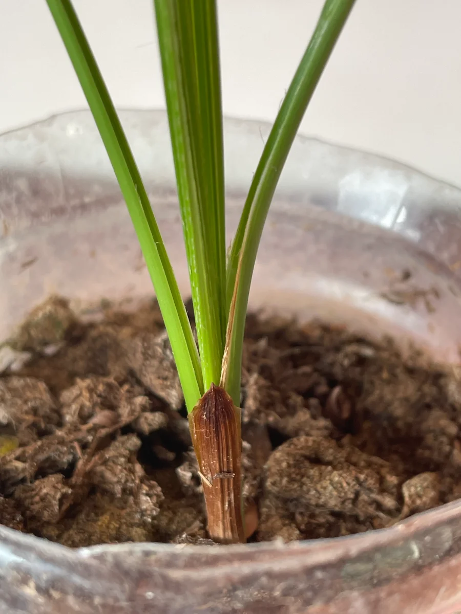 Palmiers dattiers à 4 mois