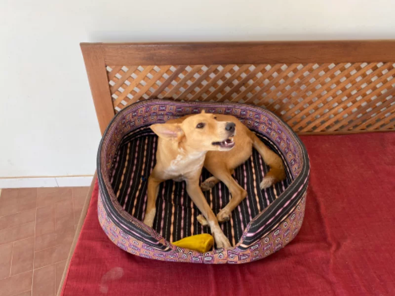 Panier qui a duré 2 semaines…