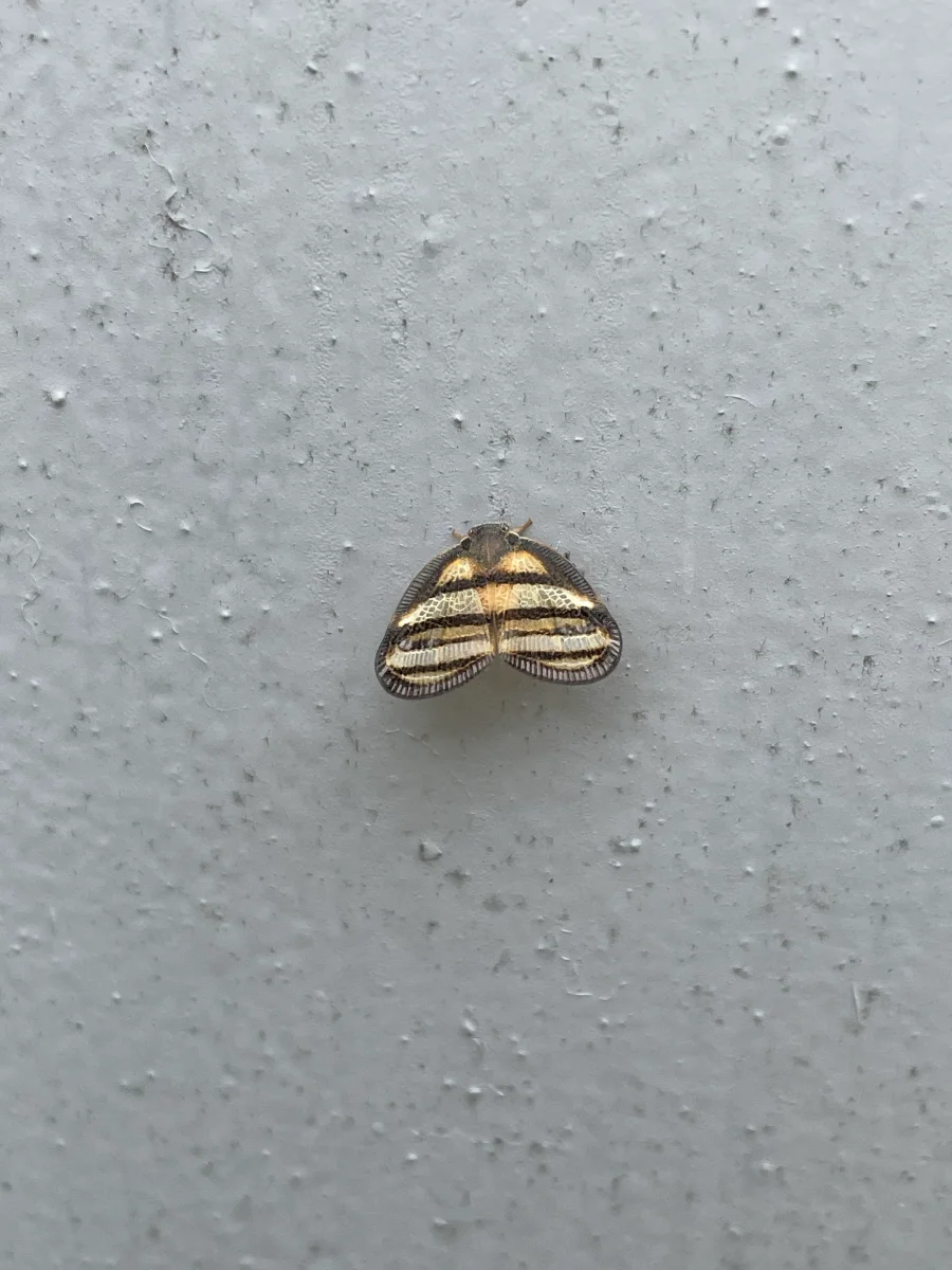 Papillon, Septembre, Sénégal