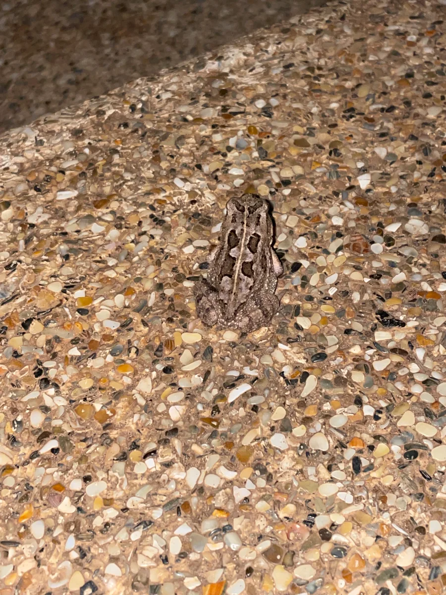 Petit crapaud camouflé