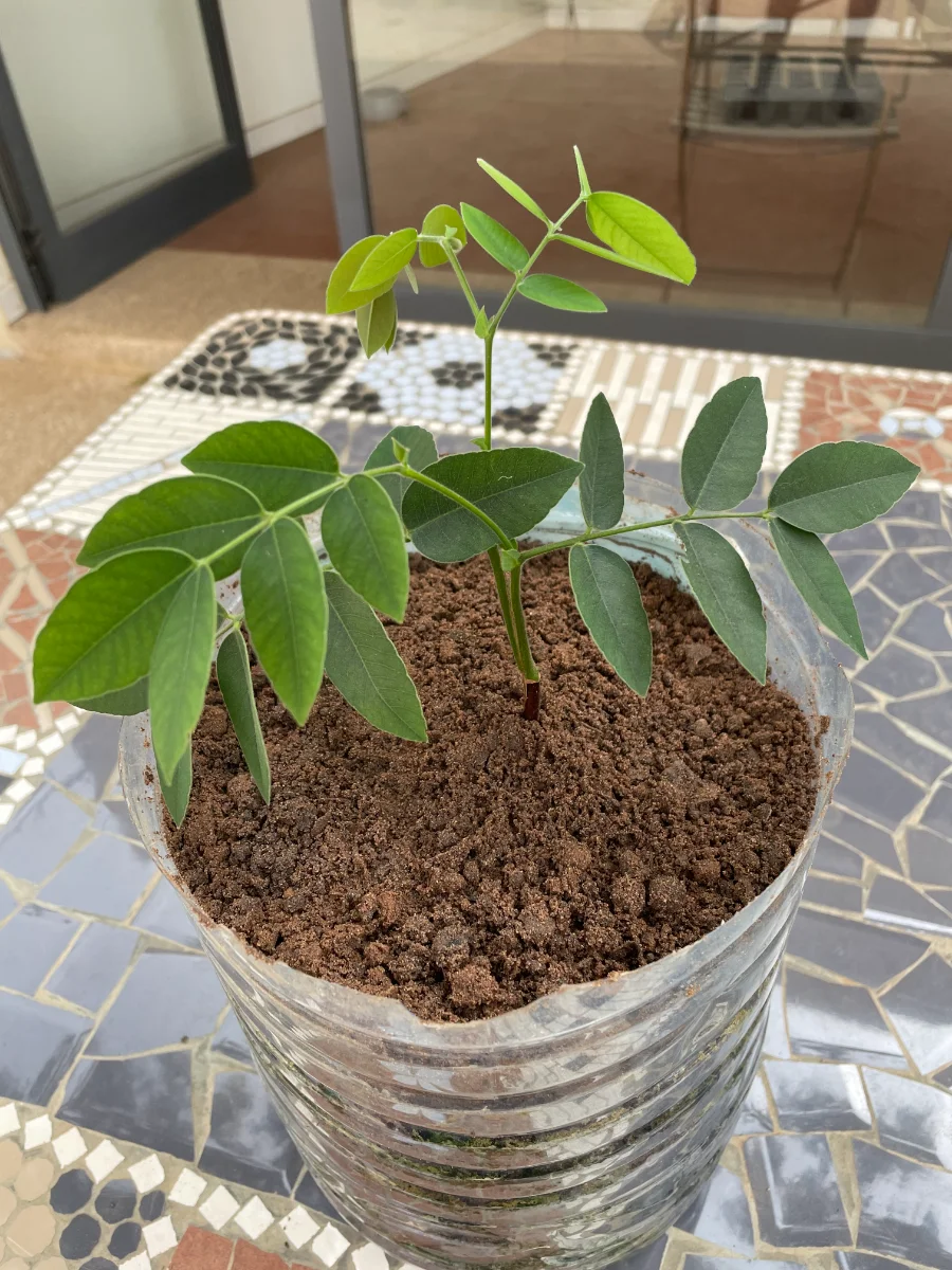 Petit détar (Dankh en wolof)