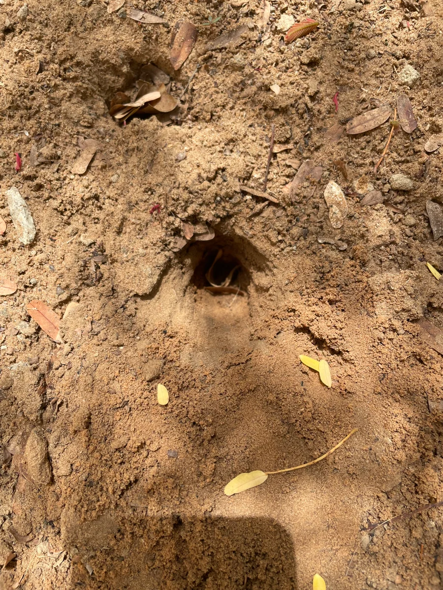 Petits trous inexpliqués creusés cette nuit