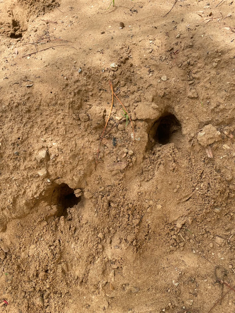 Petits trous inexpliqués creusés cette nuit