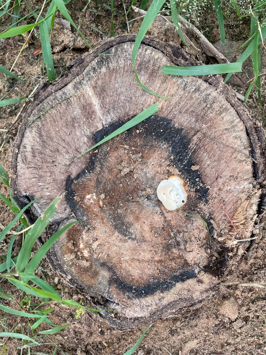 Phellinus robiniae sur tronc d'acacia