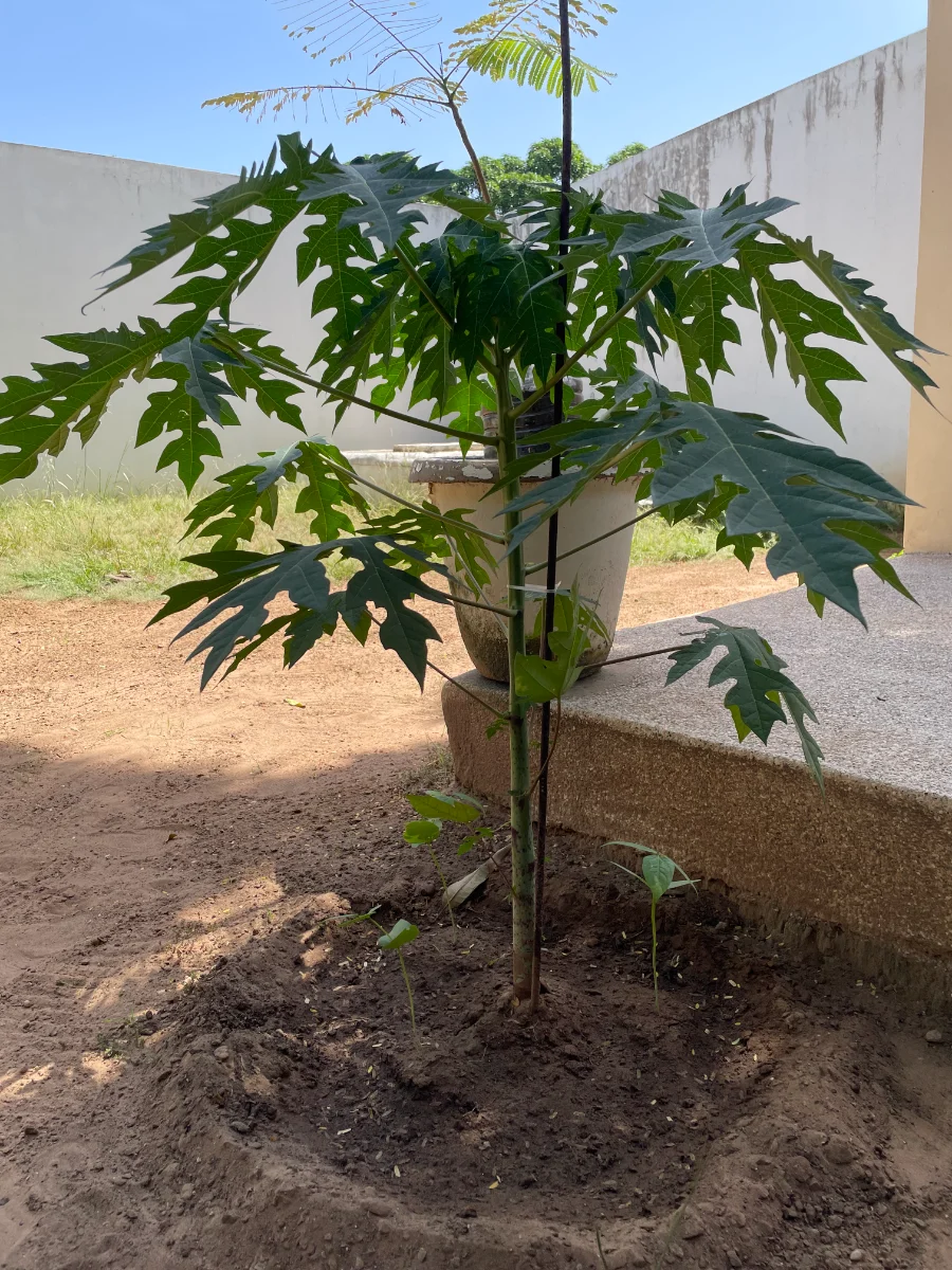 Pied de papayer à 100 jours