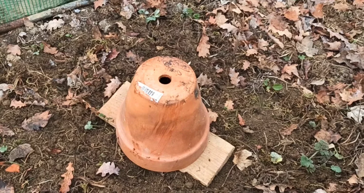 Piège à limace facile à faire à la maison